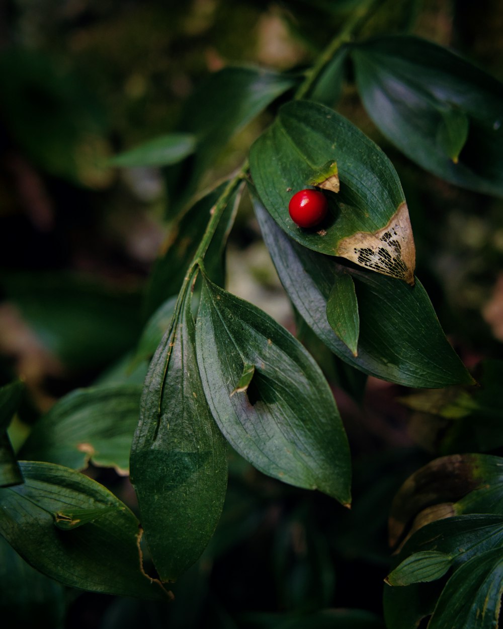 red round fruit on green leaves