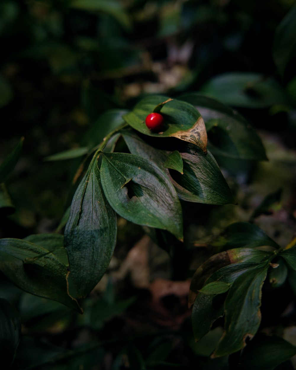 red round fruit on green leaves