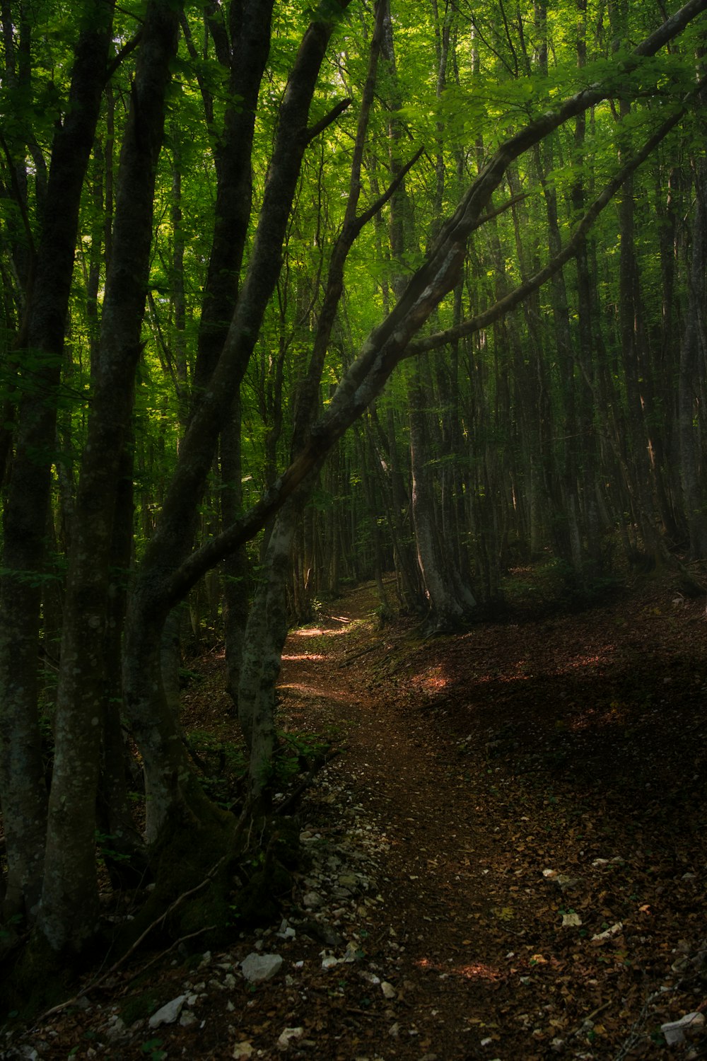 Arbres verts sur sol brun