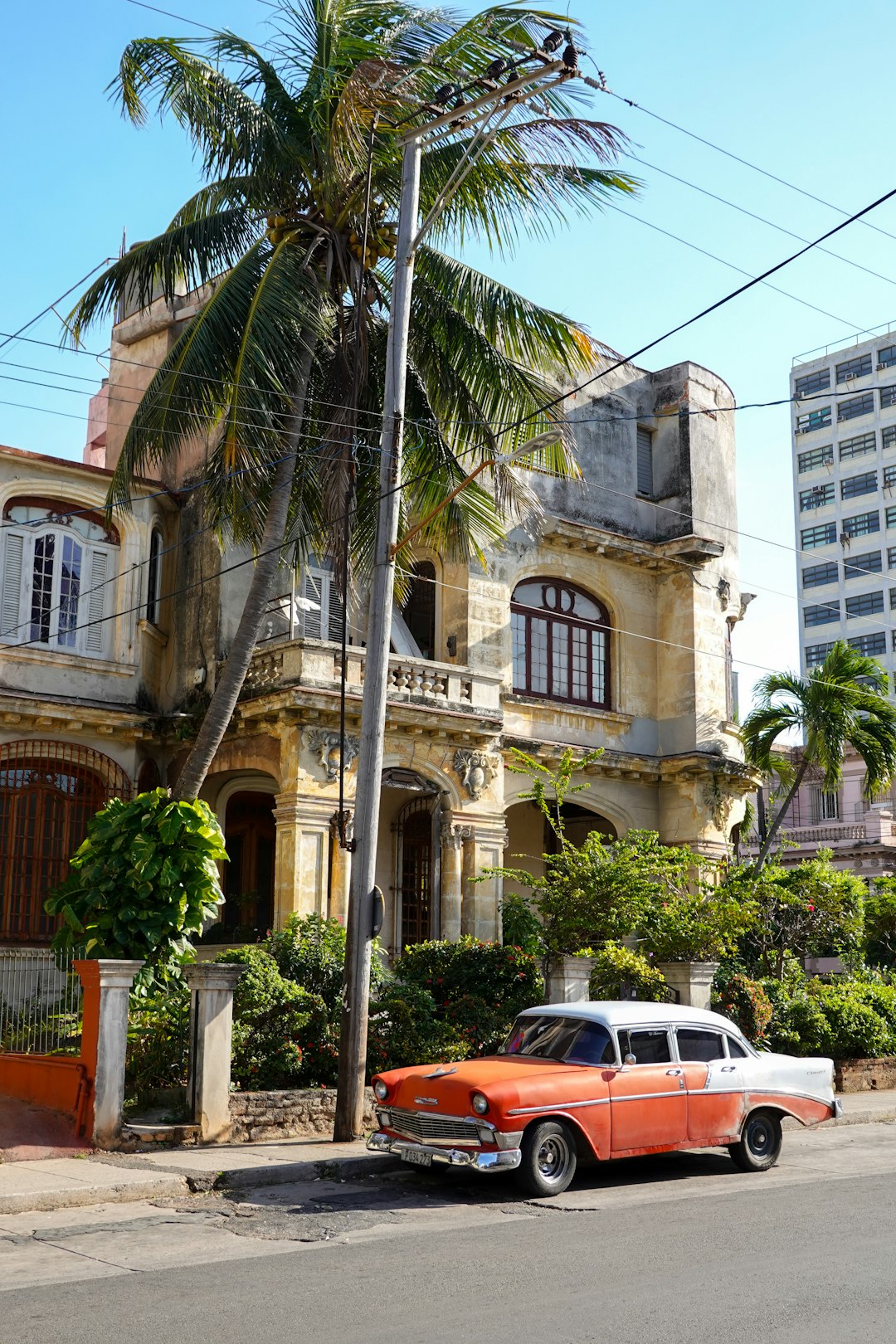 white and red car near palm tree during daytime