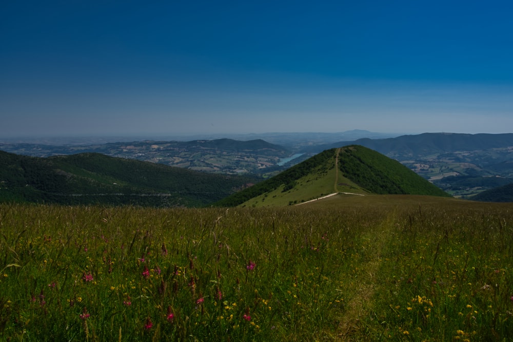 Lila Blumenfeld in der Nähe von grünen Bergen unter blauem Himmel während des Tages