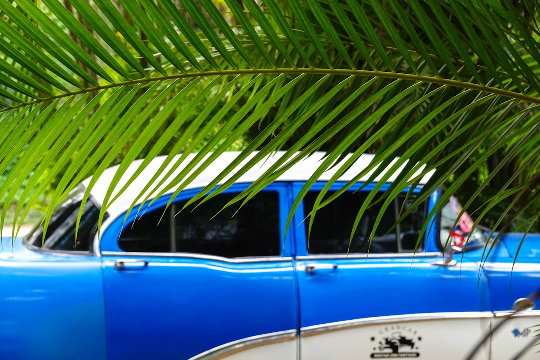 blue and white car near green palm tree