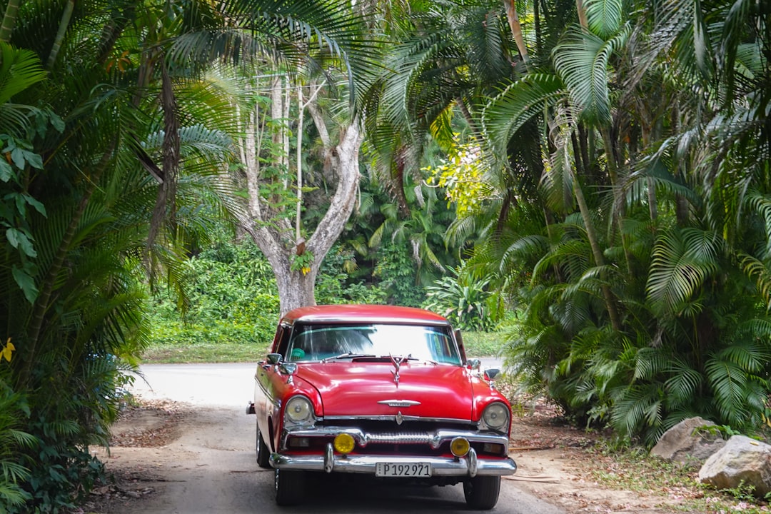 red and white vintage car parked beside green palm tree during daytime