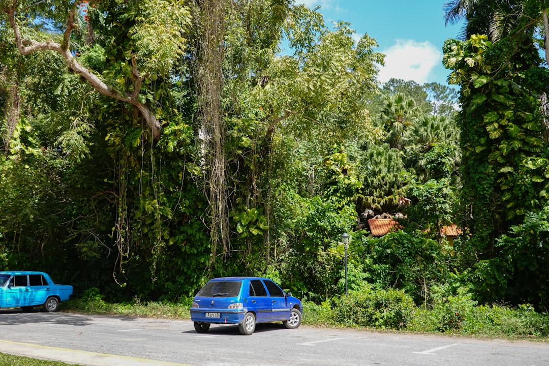 blue car on road near green trees during daytime