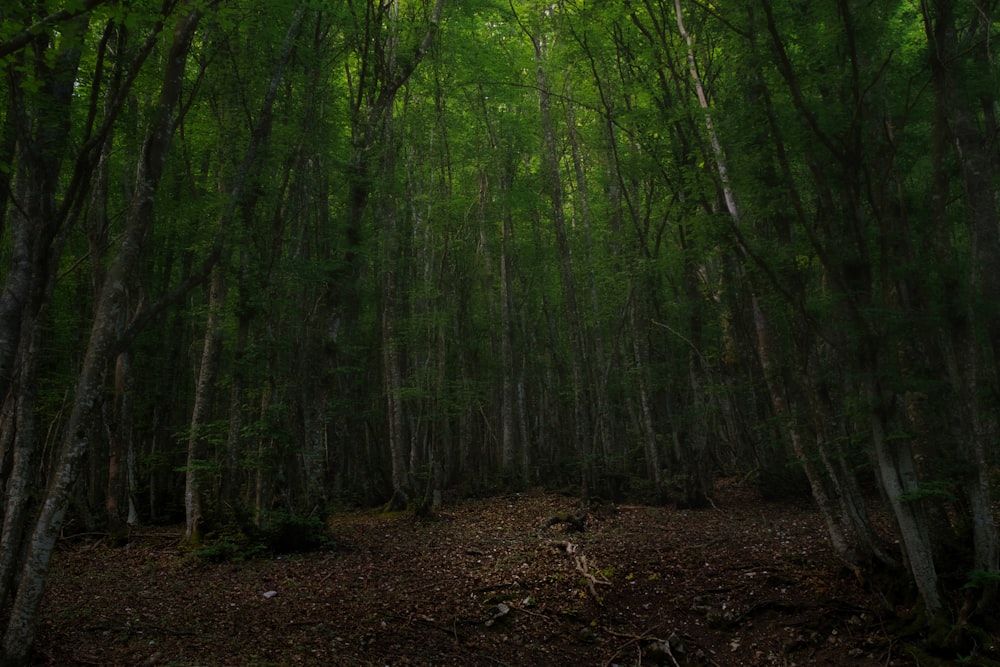 green trees on brown soil