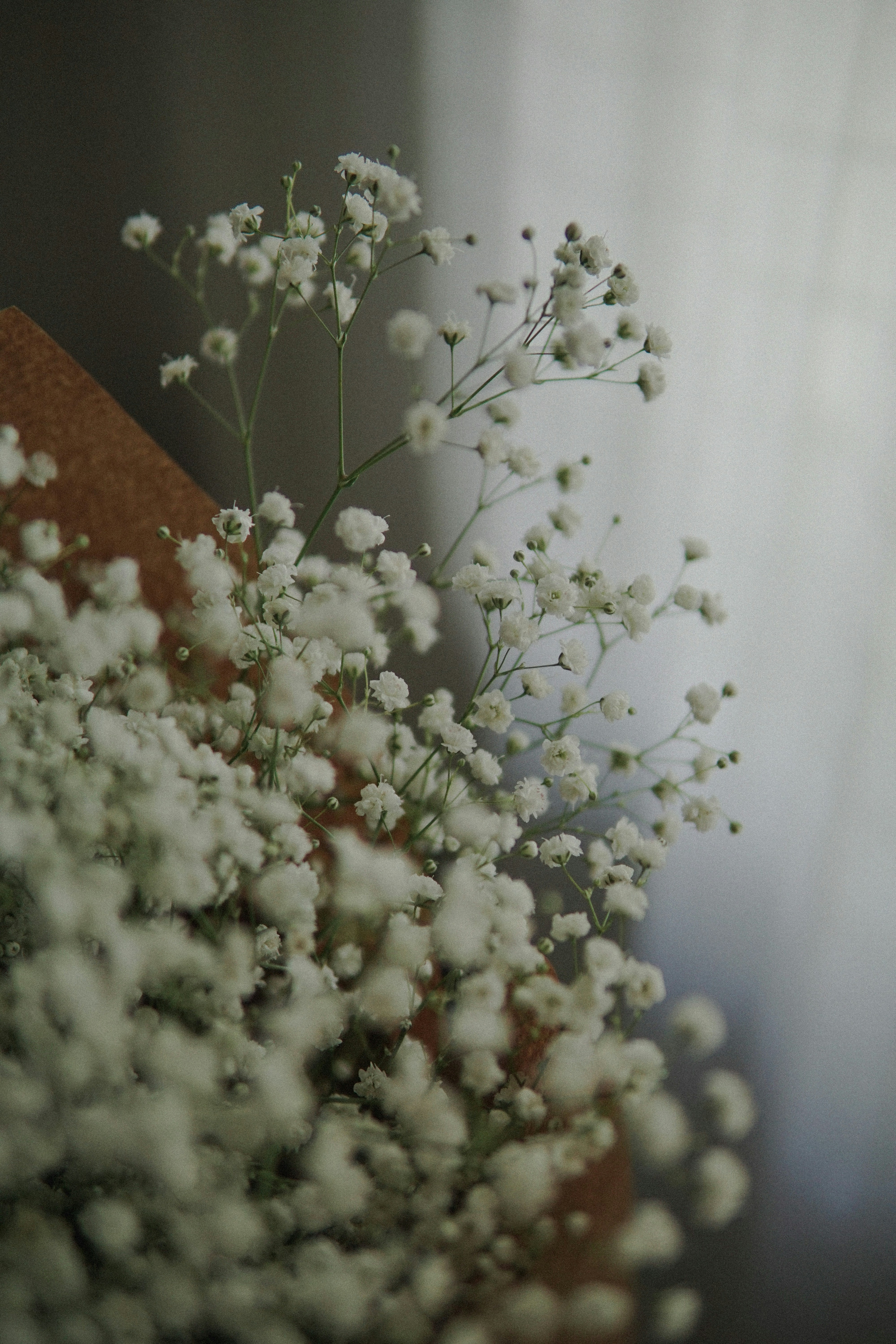 fleurs blanches avec des feuilles vertes