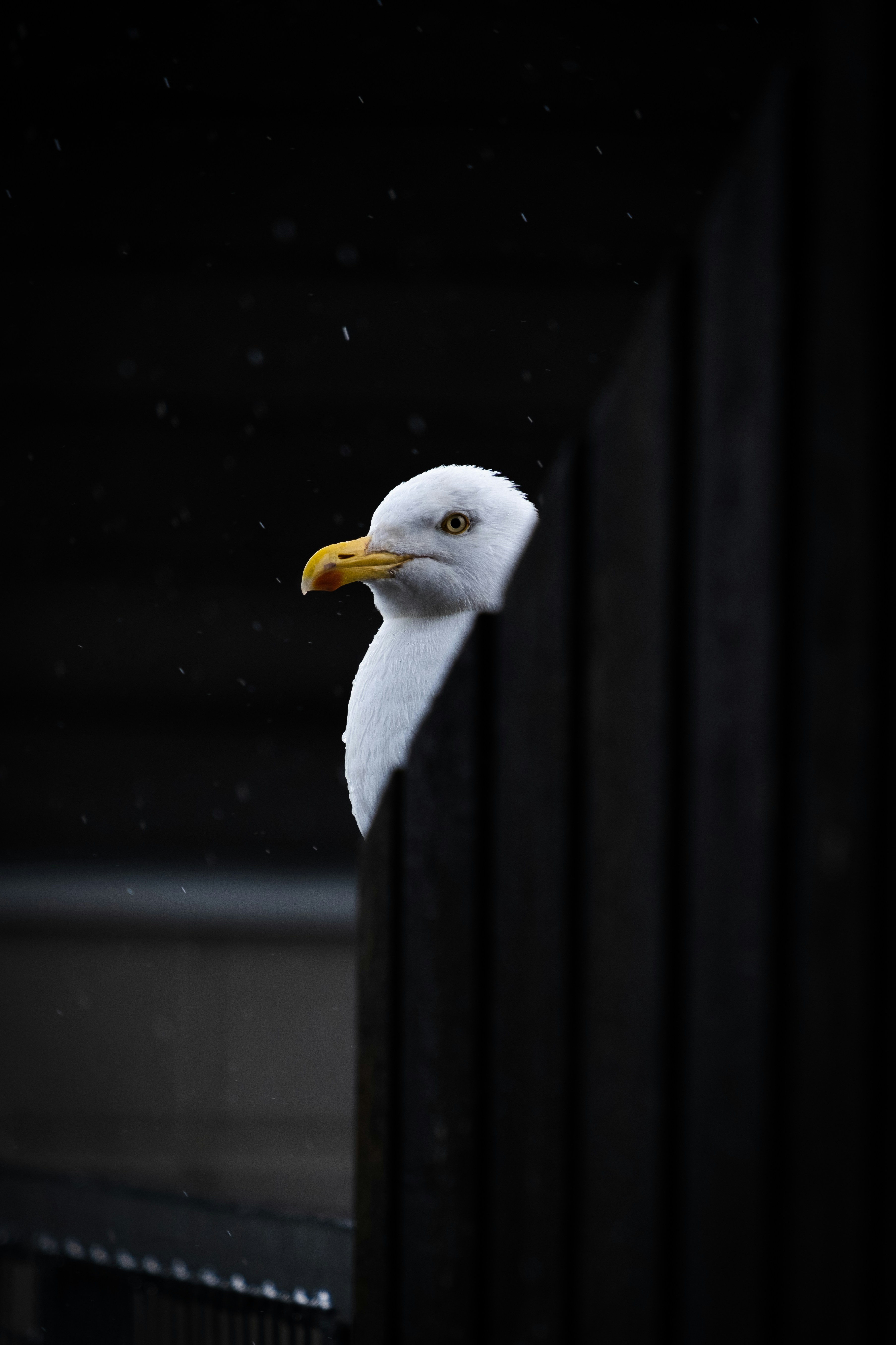 uccello bianco e grigio in primo piano fotografia