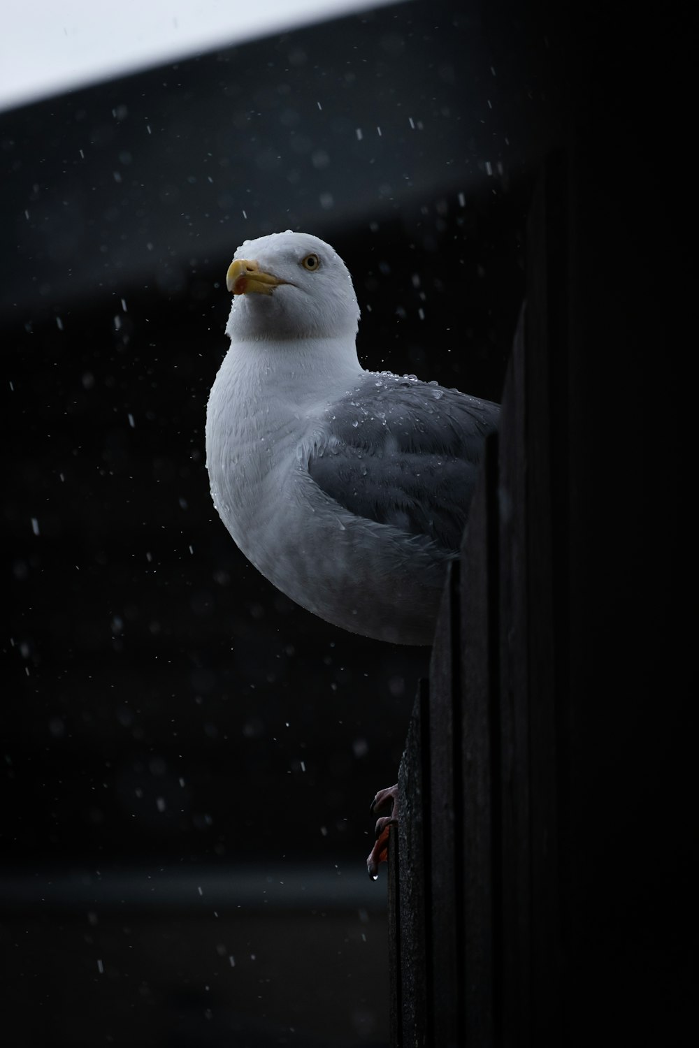 white and gray bird on black surface