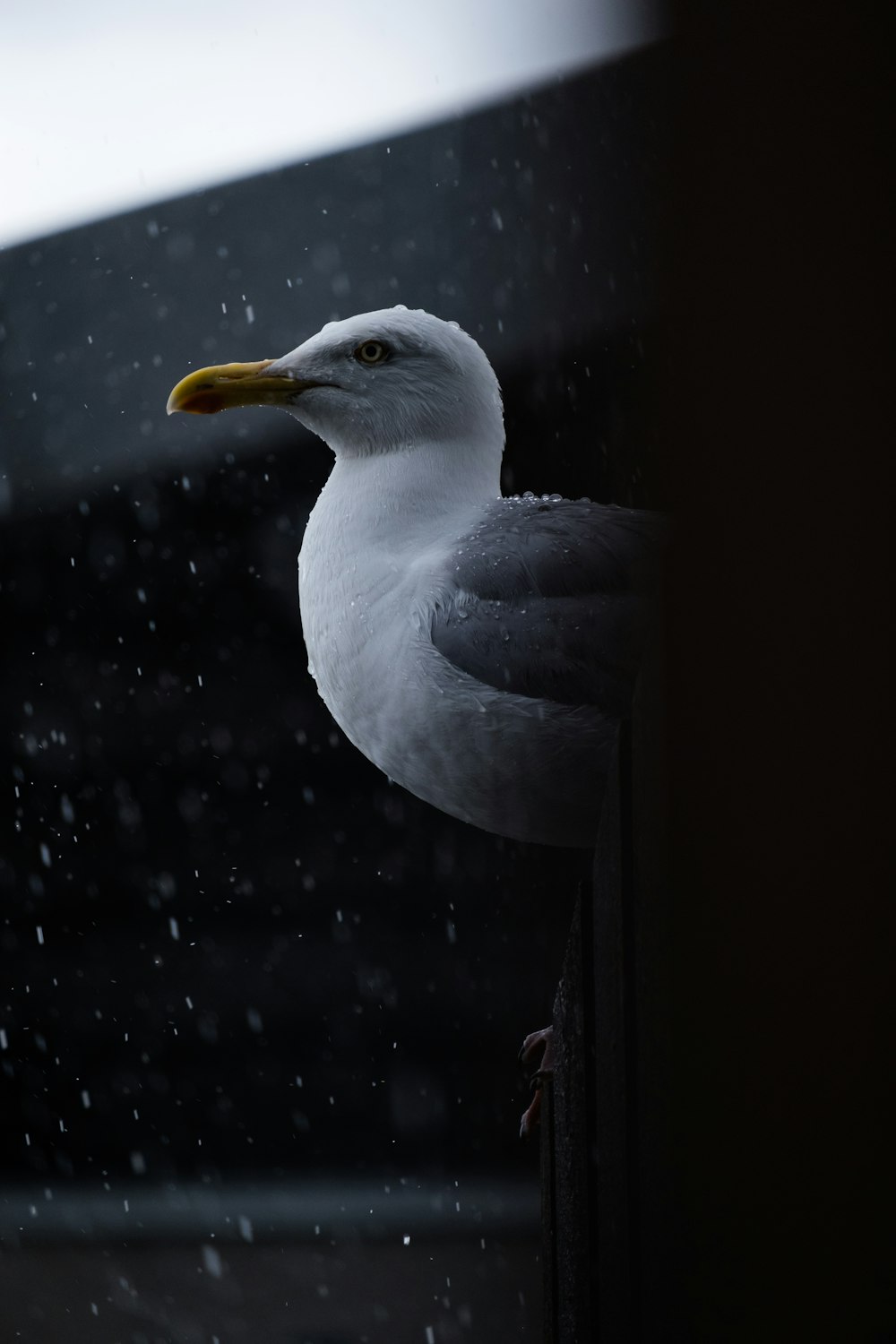 white and black bird on black background