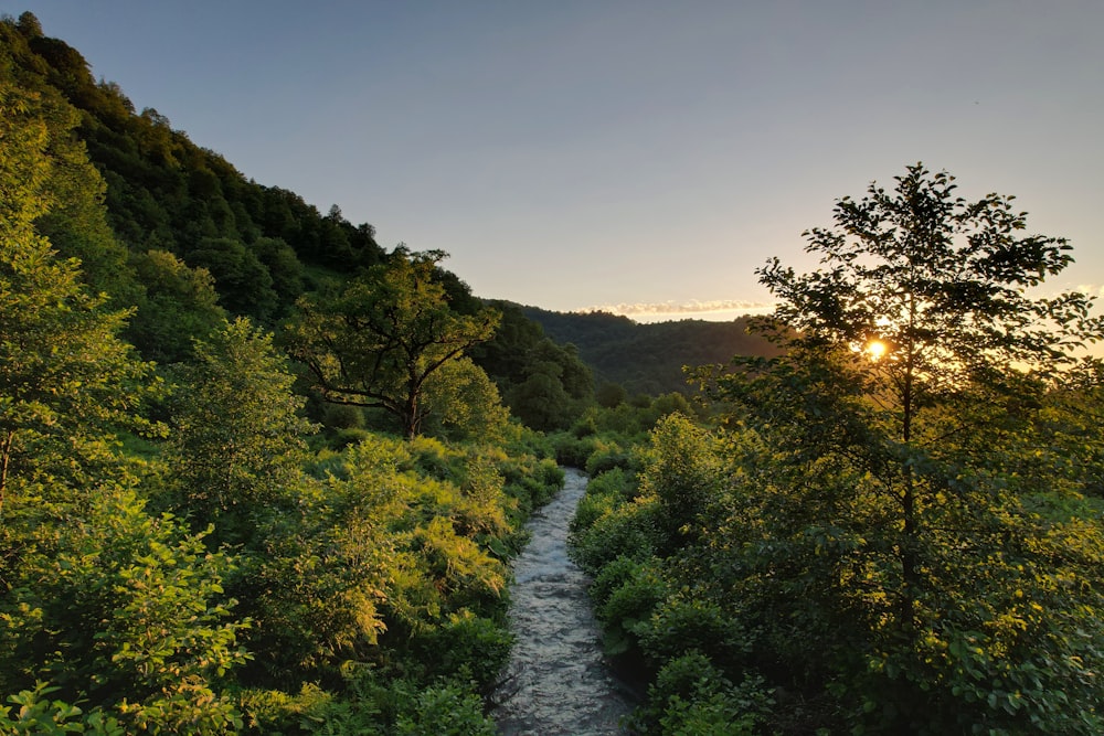 river between green trees during daytime