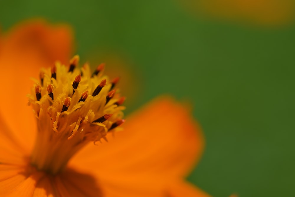 yellow flower in macro lens