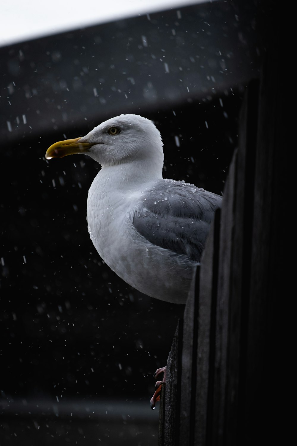 white and black bird on water