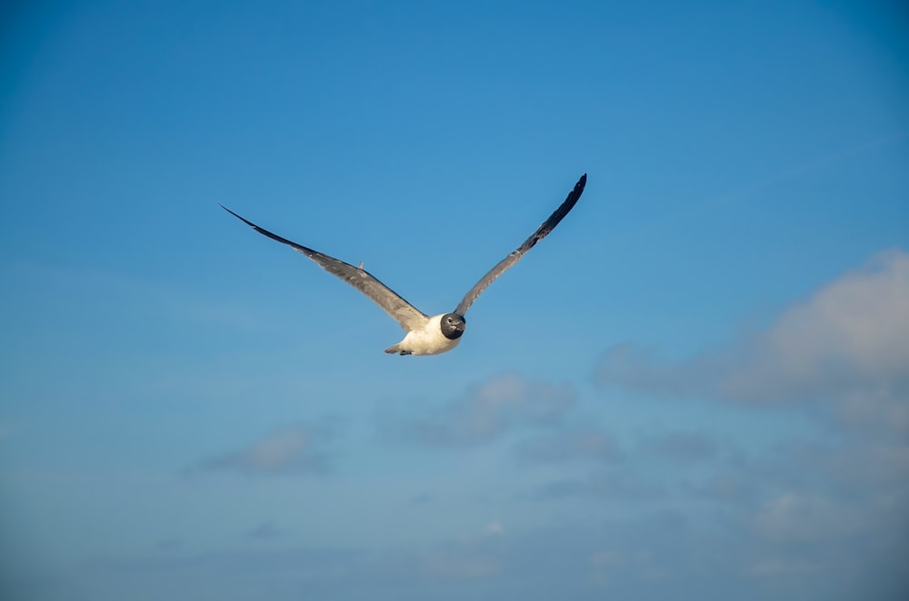 pássaro branco e preto voando sob o céu azul durante o dia