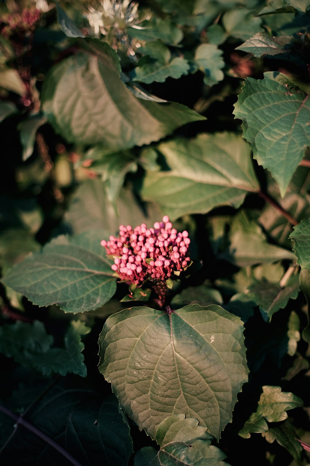 pink flower in green leaves