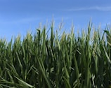 Rows of healthy maize plants stretching to the horizon under clear blue sky.