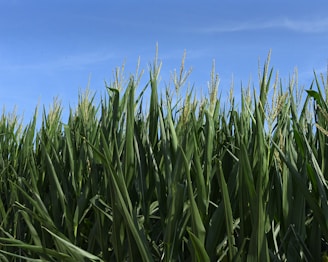 Tall green corn stalks stretch towards a clear blue sky, with tassels visible at the top of the plants. The scene suggests a vast and healthy cornfield.