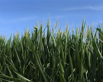 Tall green corn stalks stretch towards a clear blue sky, with tassels visible at the top of the plants. The scene suggests a vast and healthy cornfield.