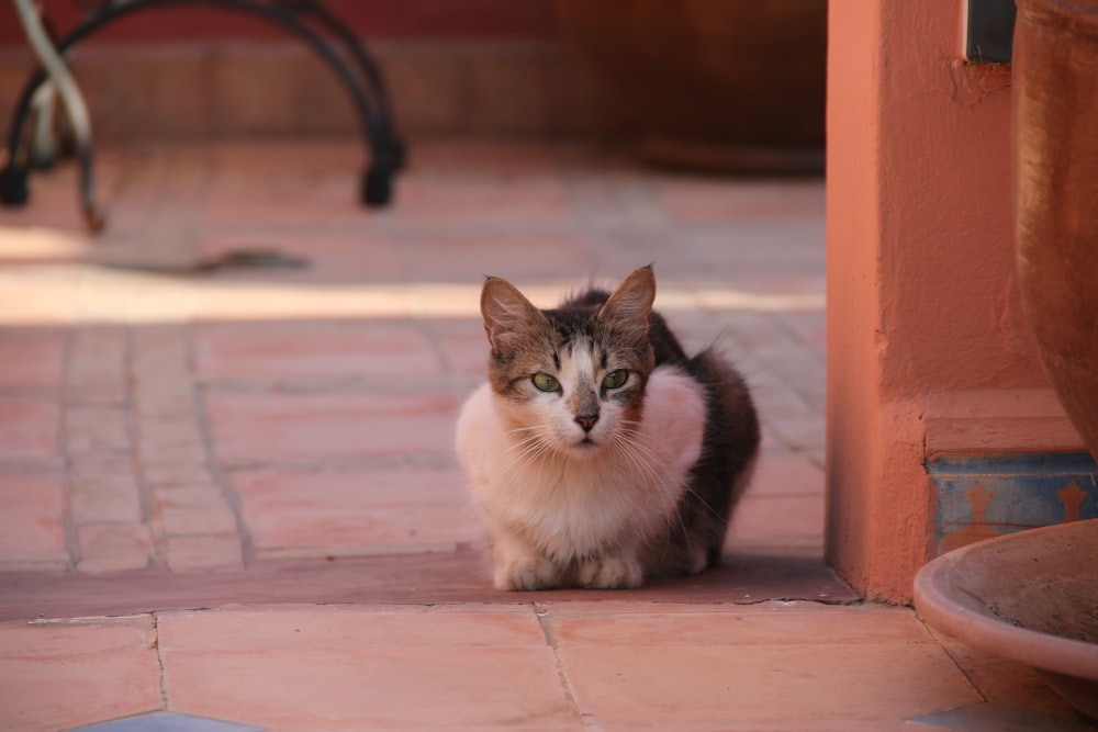 white and black cat sitting on brown floor