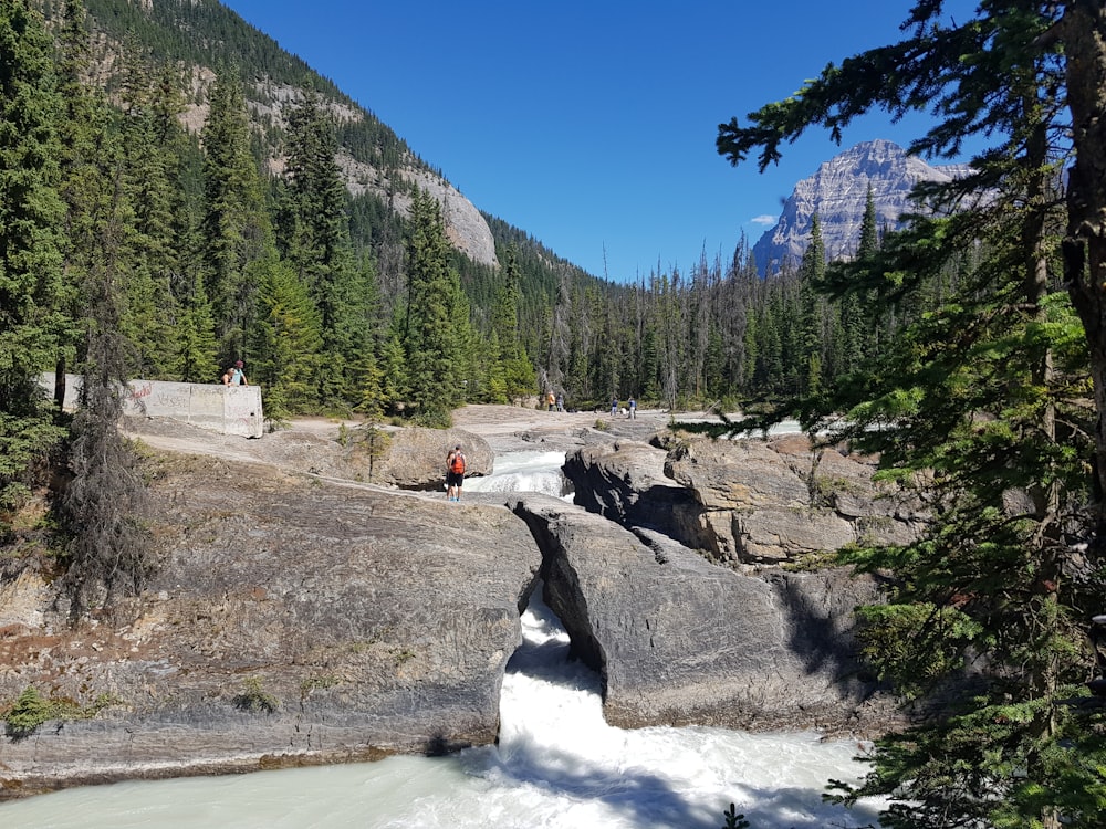 green pine trees near river during daytime