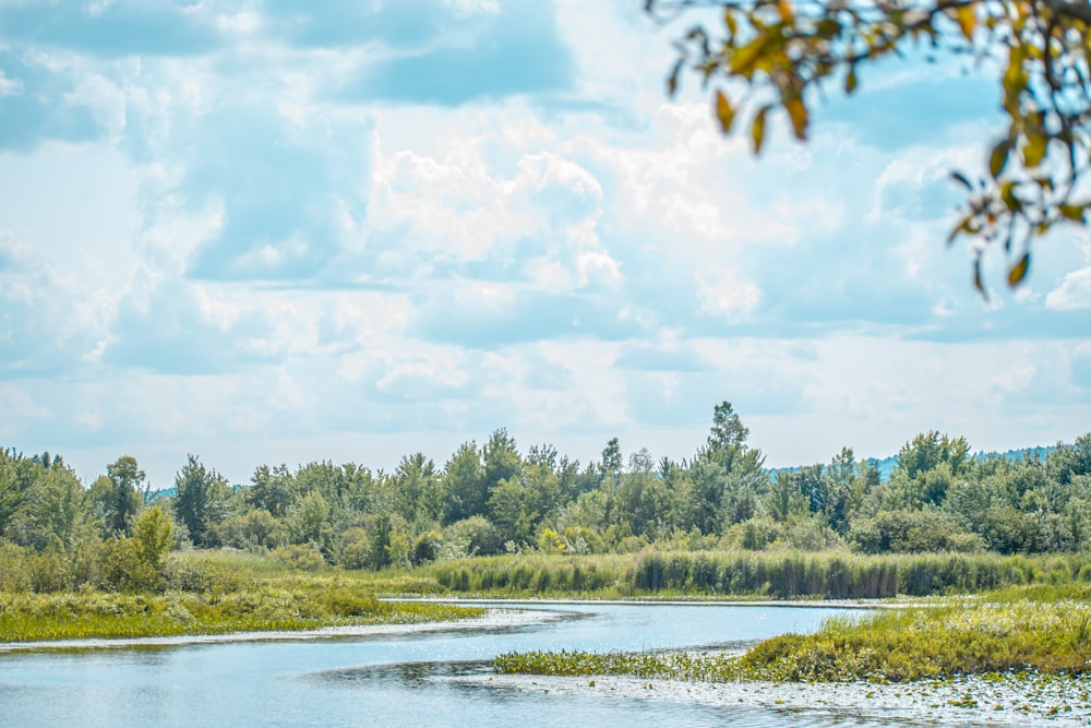 green trees beside river under white clouds and blue sky during daytime