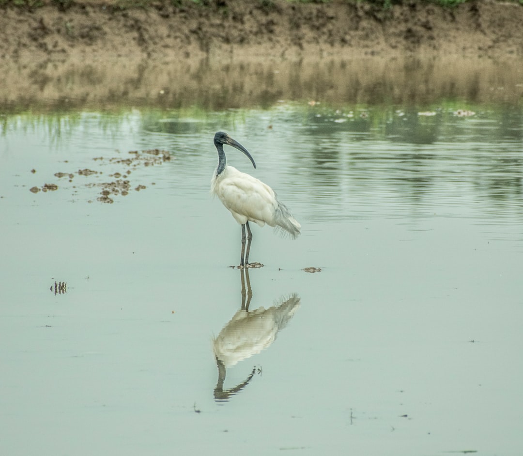 white long beak bird on water during daytime