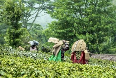 Workers in colorful clothing are carrying baskets on their backs as they walk through a lush tea plantation surrounded by dense green foliage.