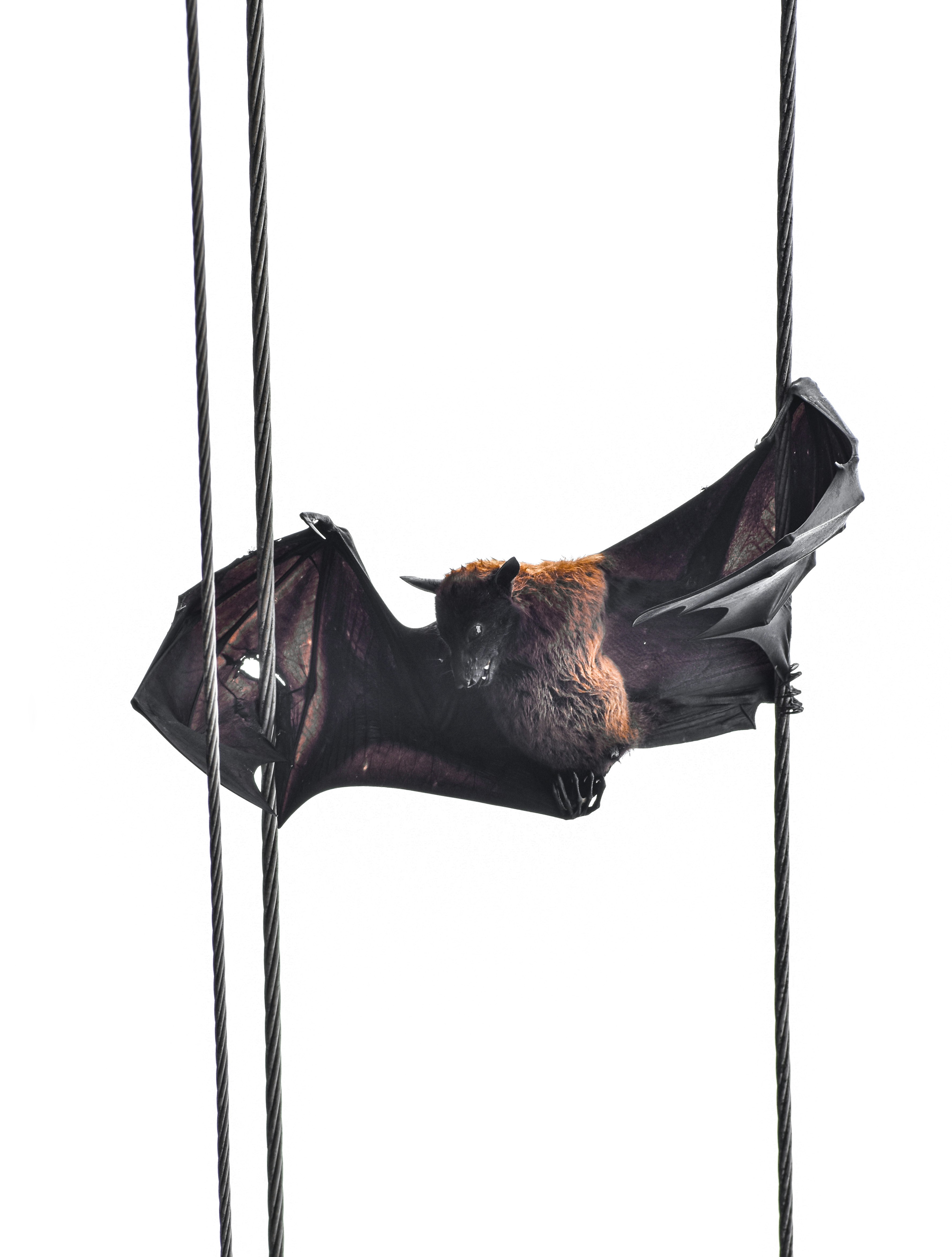 Therapeutic Swing
