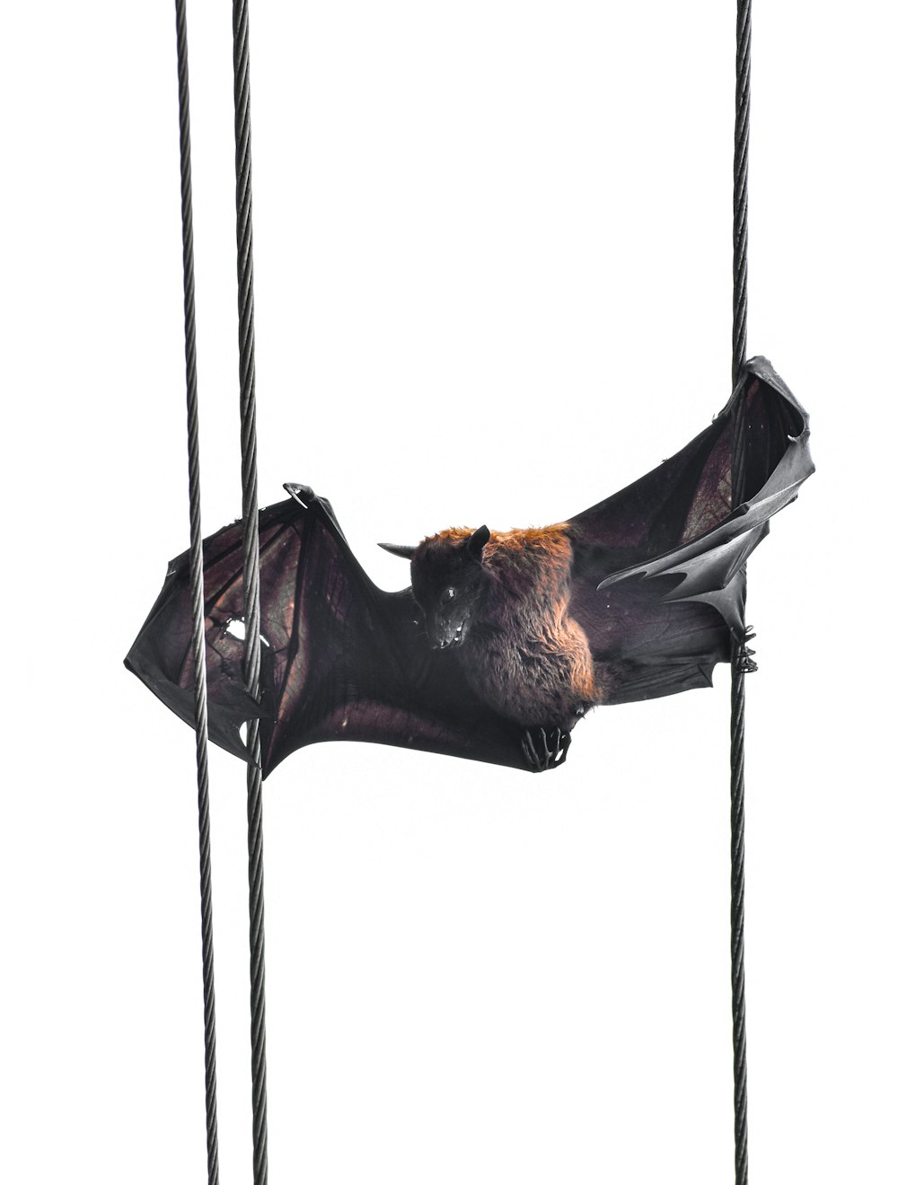 brown and black fox on black swing
