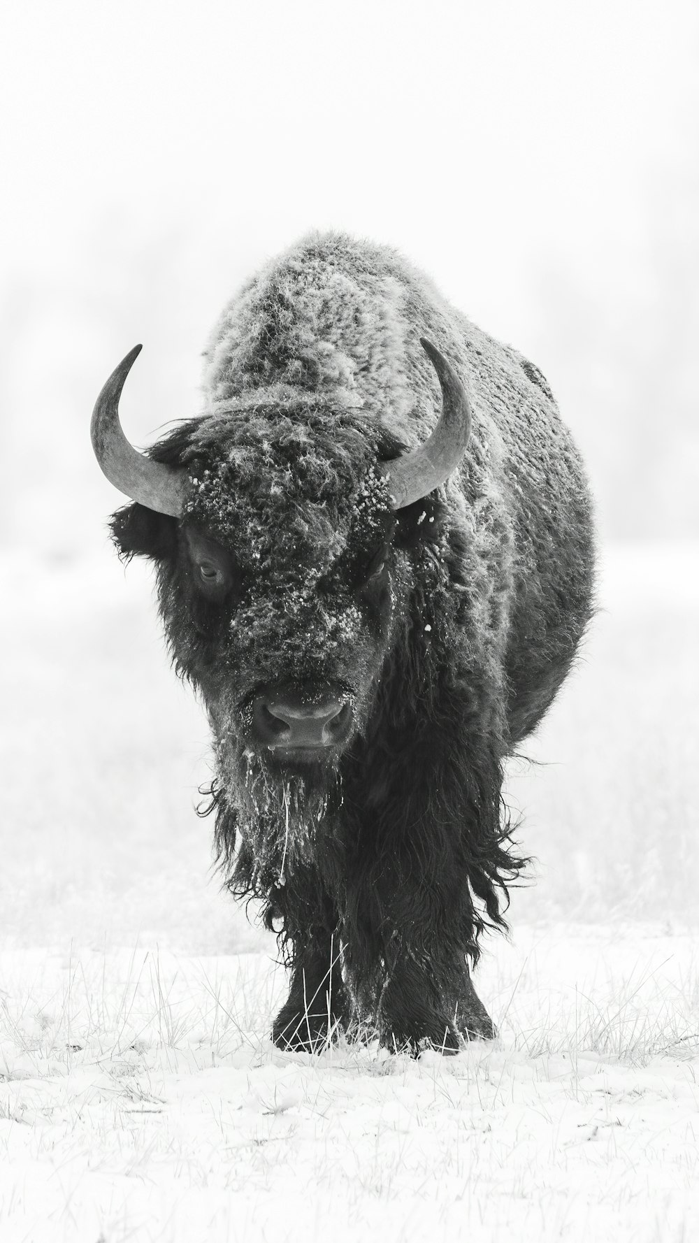 grayscale photo of bison on snow field