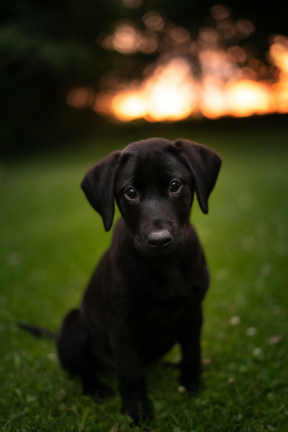 日没時の緑の芝生の上の黒いラブラドールレトリバーの子犬