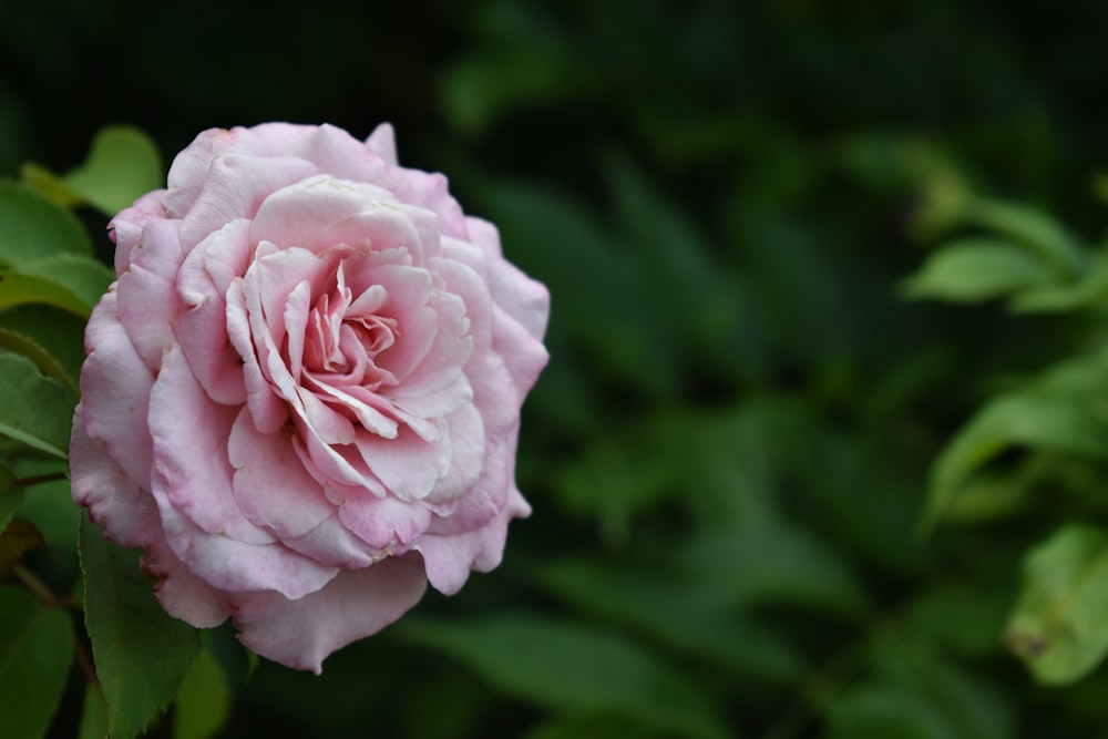 pink rose in bloom during daytime