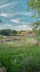 Wide view of a restored lawn area featuring native trees and pollinator plants.
