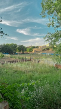 Wide view of a restored lawn area featuring native trees and pollinator plants.