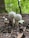 Two white mushrooms with round caps and long stems grow closely together on the forest floor. The ground is covered with dark soil, twigs, and small rocks. In the background, a lush green forest with trees and blurred foliage provides a serene setting.