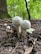 Two white mushrooms with round caps and long stems grow closely together on the forest floor. The ground is covered with dark soil, twigs, and small rocks. In the background, a lush green forest with trees and blurred foliage provides a serene setting.
