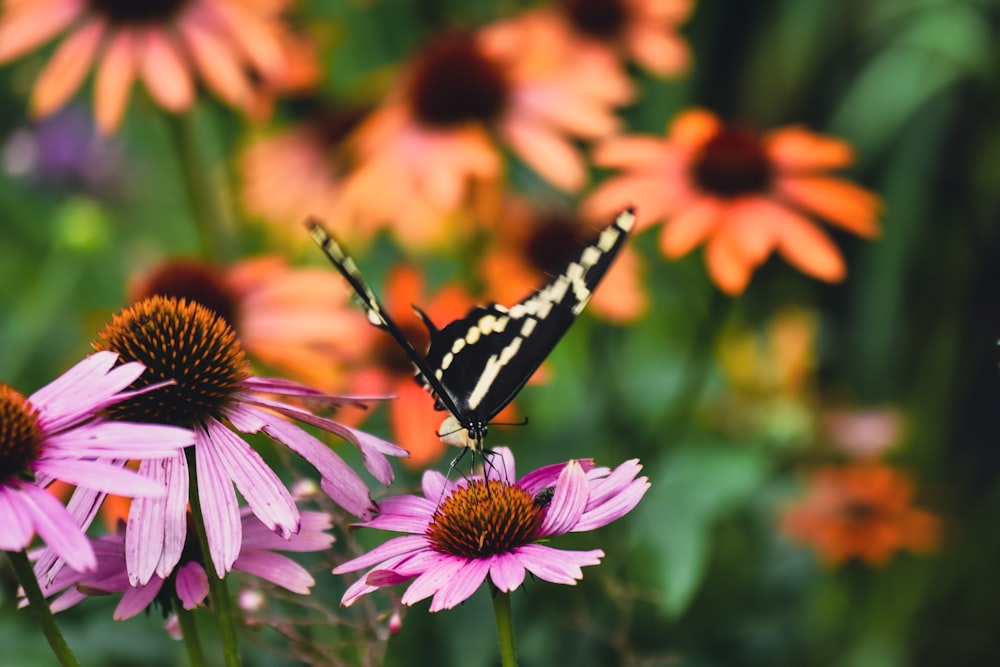 mariposa blanca y negra sobre flor rosa