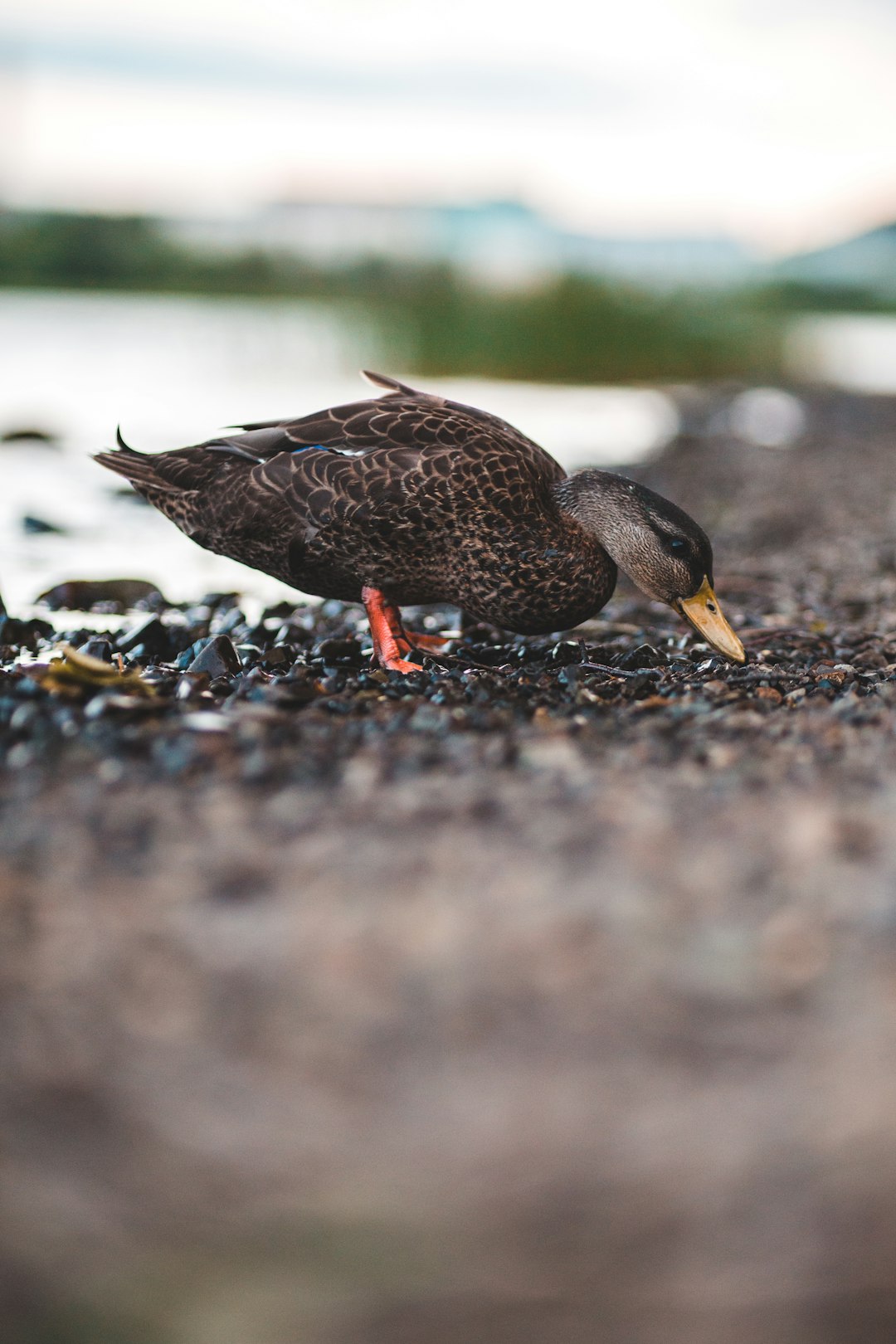 brown duck on brown ground