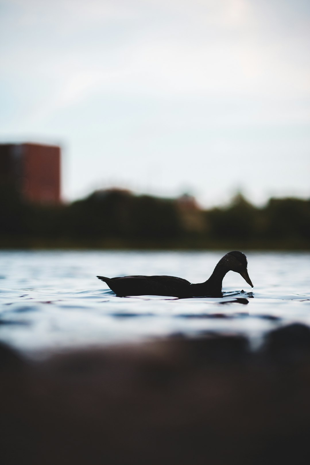 black duck on water during daytime