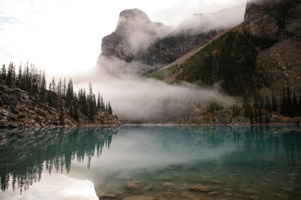 green pine trees near lake