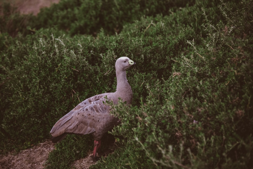 white and gray duck on green grass during daytime