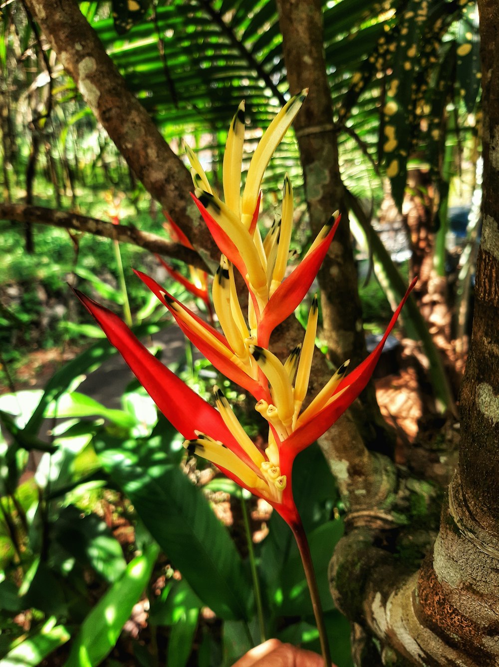red and yellow birds of paradise flower