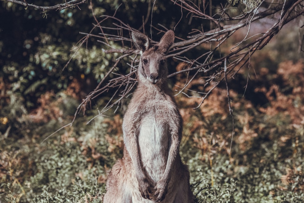brown kangaroo on brown grass during daytime