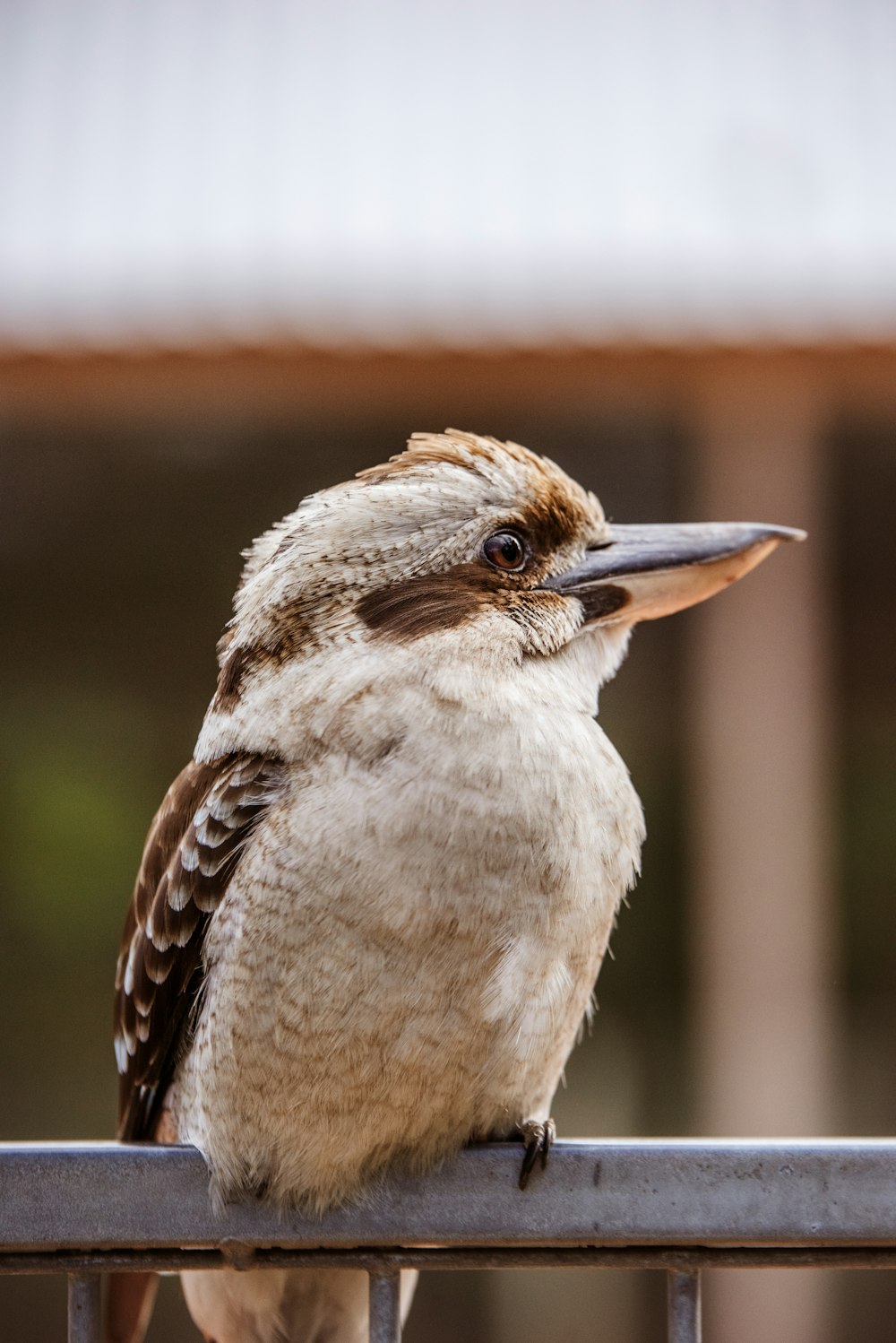 pájaro marrón y blanco en fotografía de primer plano