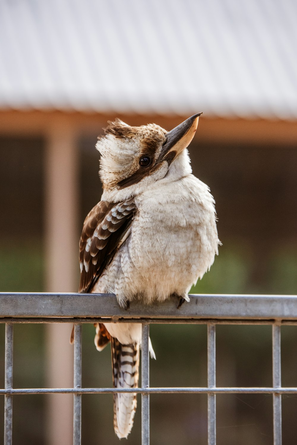 brown and white bird on brown wooden fence during daytime