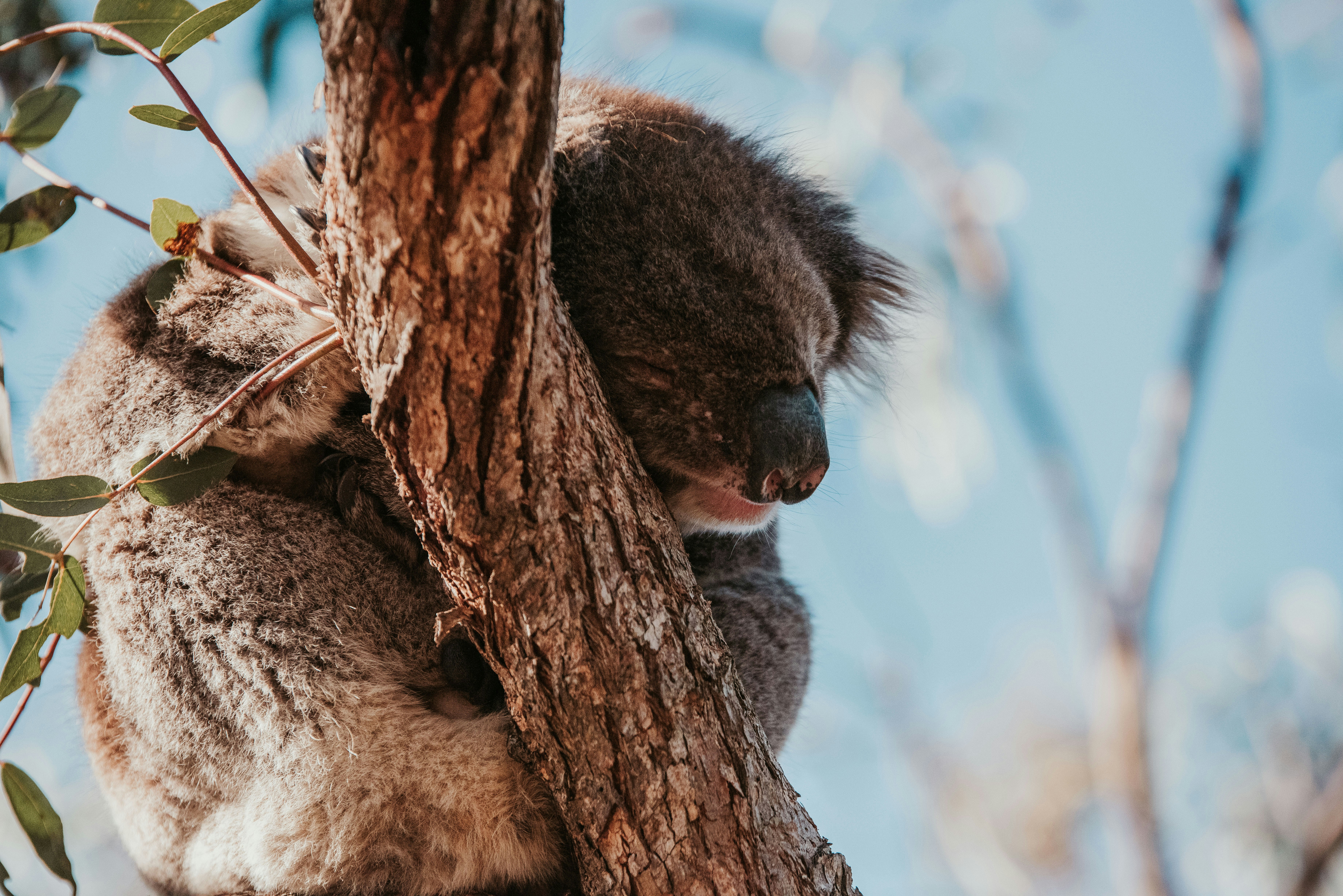 The Antibiotic Apocalypse That Nearly Wiped Out Koala Colonies (image credits: unsplash)