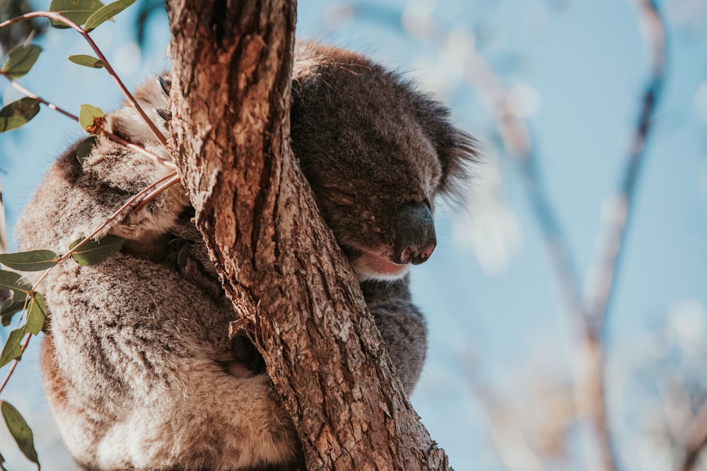 koala bear on brown tree during daytime