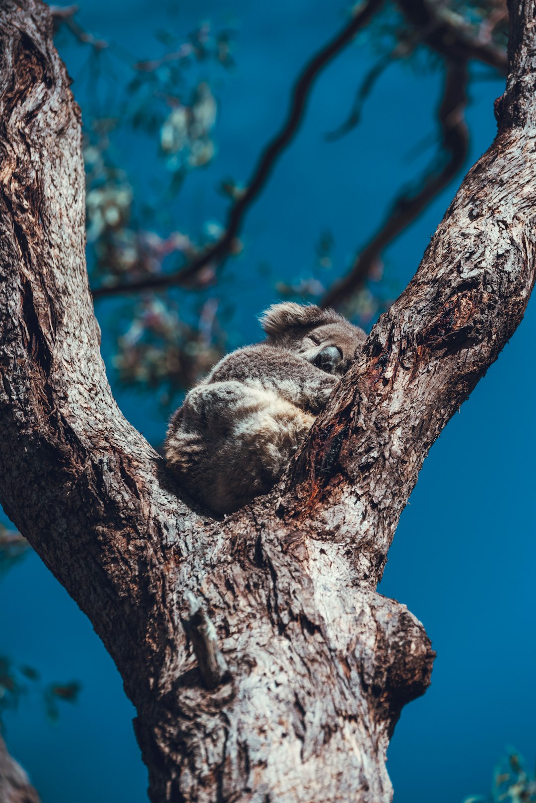  brown and gray squirrel on brown tree during daytime koala