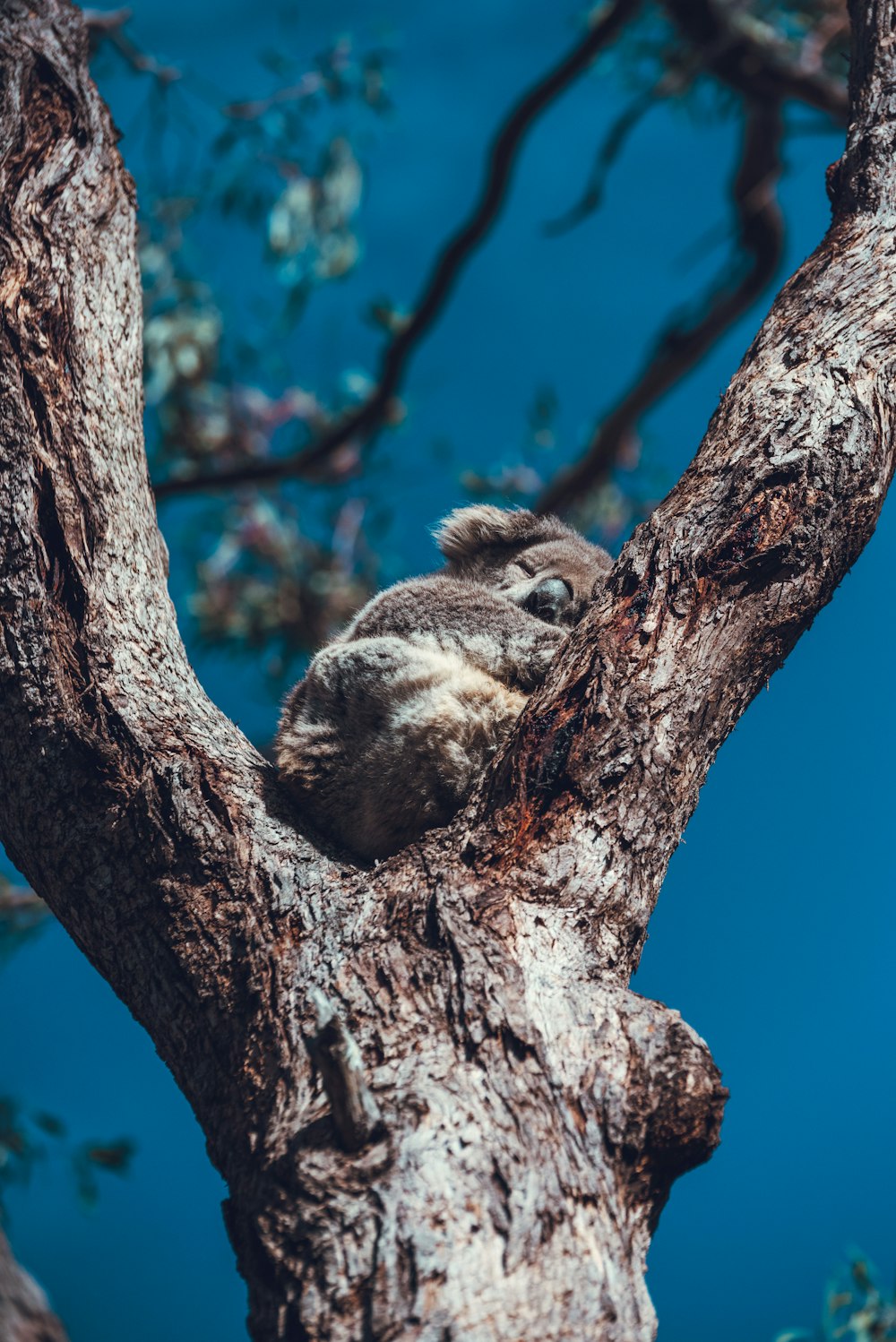 brown and gray squirrel on brown tree during daytime