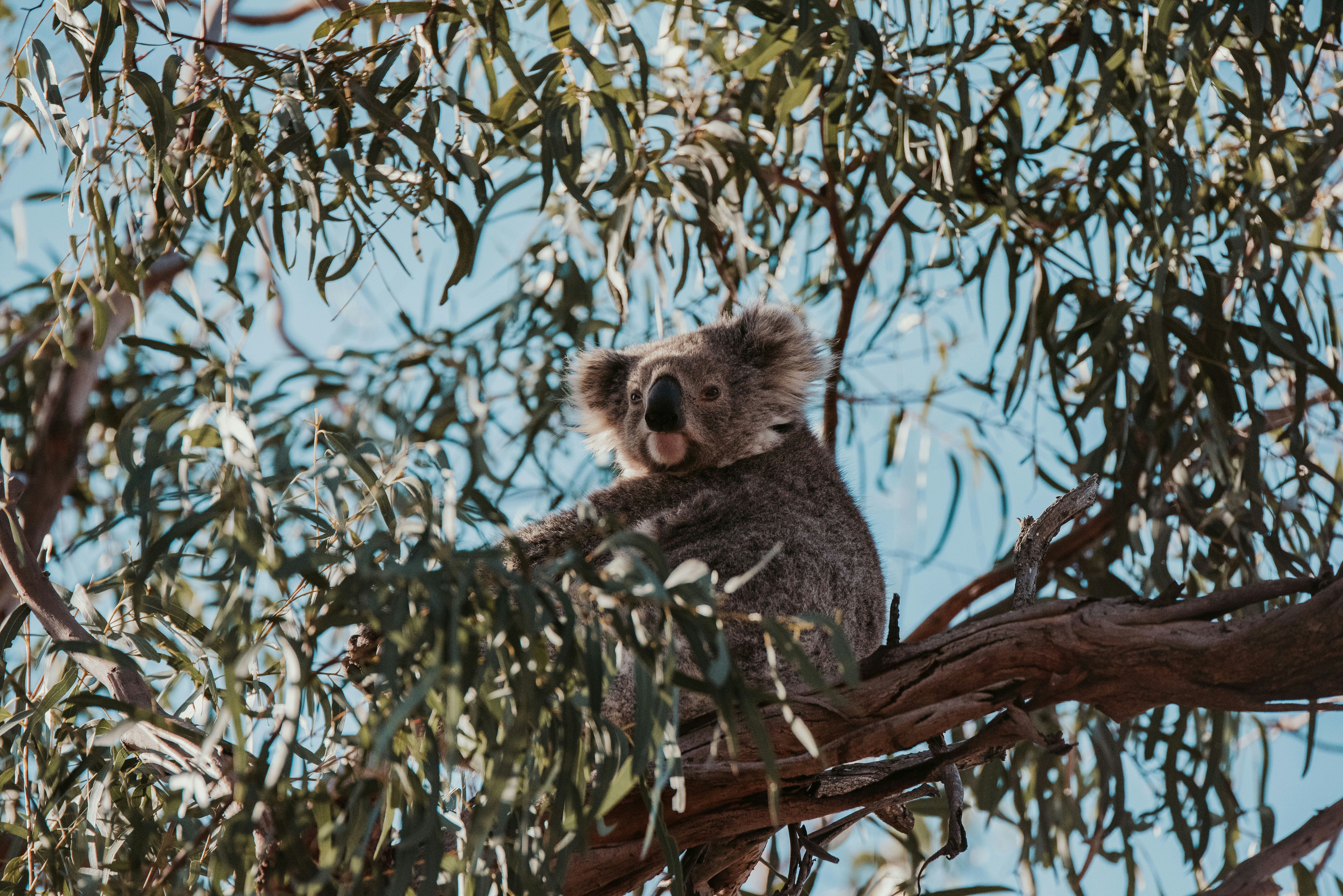 Koala sitting on a branch surrounded by leaves.