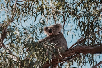 koala on tree during daytime